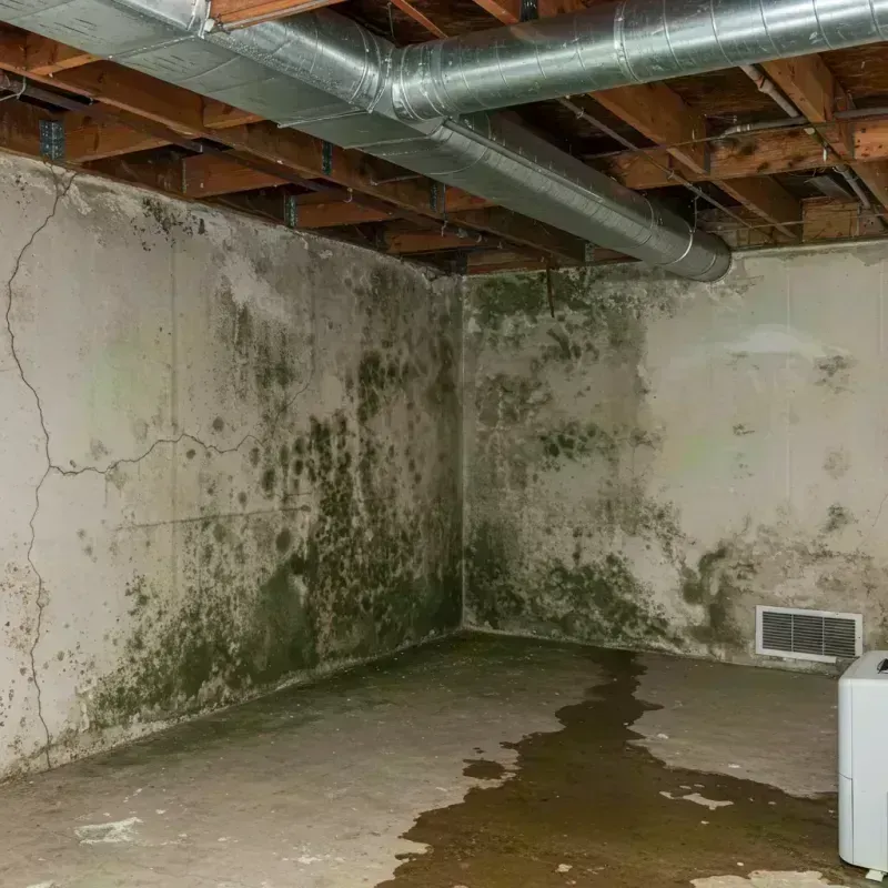 Professional Mold Removal in Archie, MO